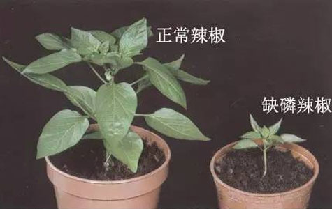 辣椒缺磷后叶片症状